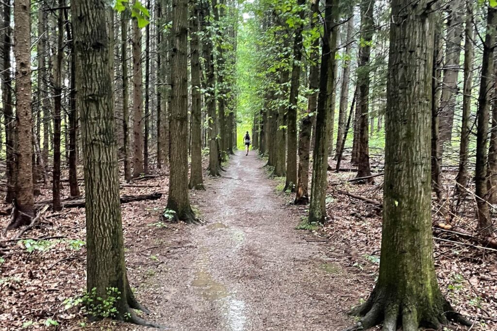 Trail in the Woods